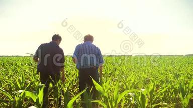 <strong>玉米</strong>两个农民穿过他的田地走向镜头。 慢动作视频<strong>玉米</strong>地农业。 <strong>玉米</strong>老农